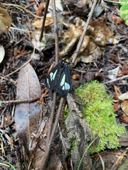 Gnophaela latipennis