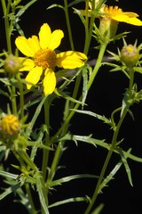 Dysodiopsis tagetoides