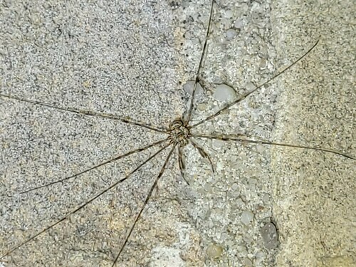 Fork-palped Harvestman, Wilhelminaoord, Nederland, photo 7 of 10