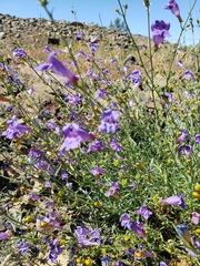 Penstemon heterophyllus