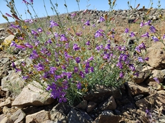 Penstemon heterophyllus