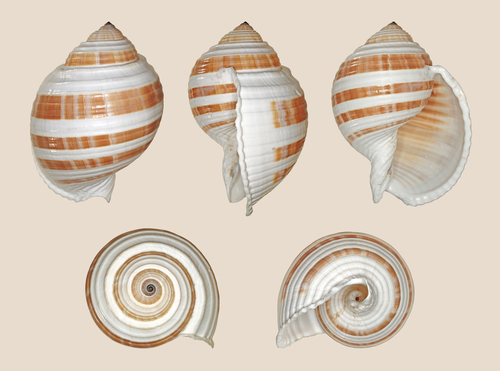 banded tun snail