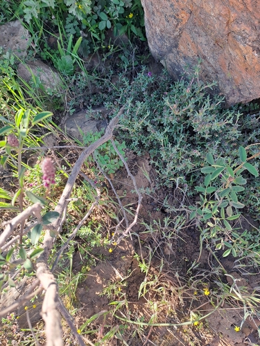 Image of Indigofera amoena by (c) Noeleen du Toit, some rights reserved (CC BY-SA)