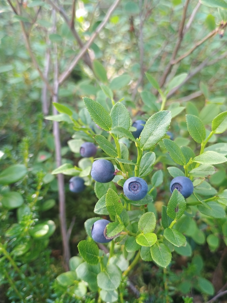 Vaccinium myrtillus