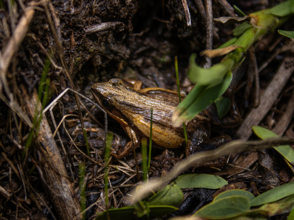 Hensel's Dwarf Frog (Physalaemus henselii)