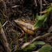 Physalaemus henselii - Photo (c) Micael De Bona, algunos derechos reservados (CC BY-NC), subido por Micael De Bona