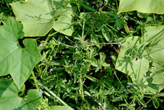 Dicliptera peduncularis