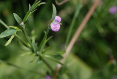 Dicliptera peduncularis