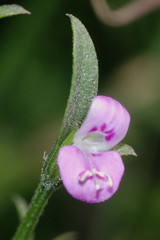 Dicliptera peduncularis