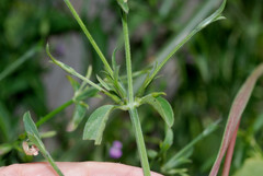 Dicliptera peduncularis