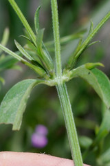 Dicliptera peduncularis