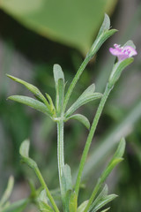 Dicliptera peduncularis
