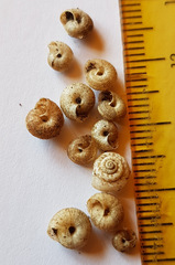 Xerotricha conspurcata