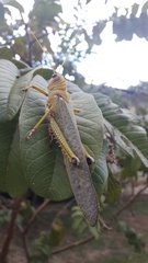 Tropidacris collaris