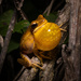 Boana pulchella - Photo (c) Micael De Bona, μερικά δικαιώματα διατηρούνται (CC BY-NC), uploaded by Micael De Bona