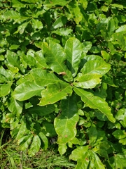 Quercus oglethorpensis