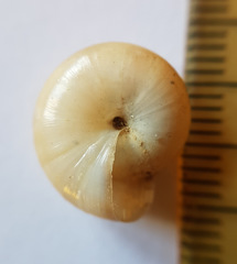 Morlina glabra