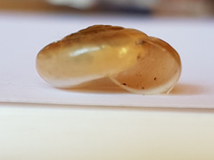 Morlina glabra