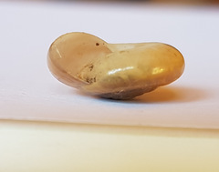 Morlina glabra
