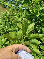 Quercus oglethorpensis