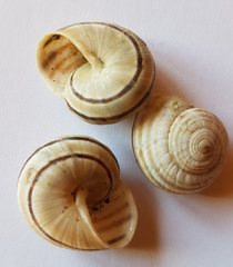 Pseudotachea splendida