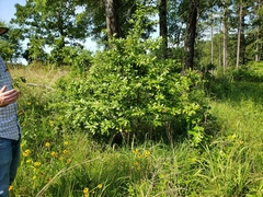 Quercus oglethorpensis