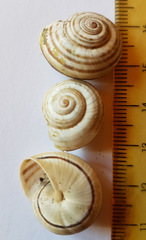 Pseudotachea splendida