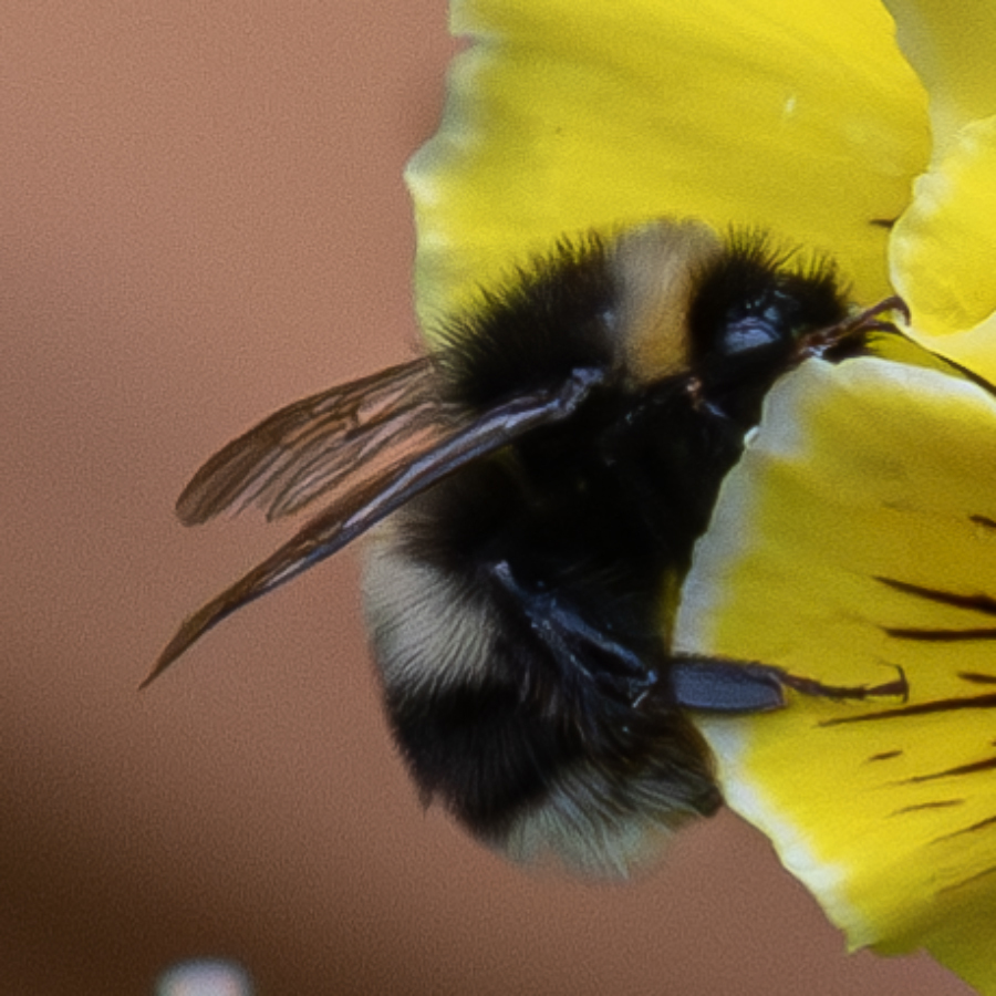 Cryptic Bumble Bee from Denali Park, AK, USA on August 1, 2024 at 05:23 ...