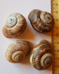 Otala punctata