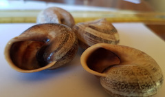 Otala punctata