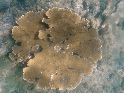 Elkhorn Coral