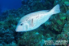 Gymnocranius euanus