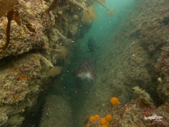 Chirodactylus spectabilis