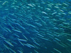 Sphyraena flavicauda