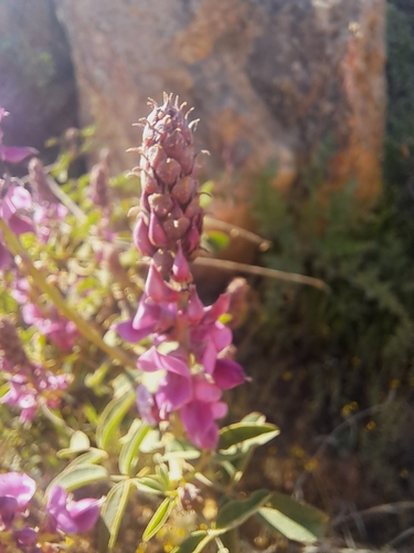 Image of Indigofera amoena by (c) Noeleen du Toit, some rights reserved (CC BY-SA)