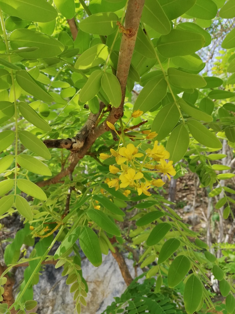 Coulteria velutina