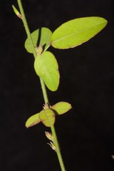 Desmodium obtusum