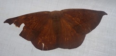 Oxydia brevipecten