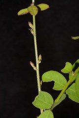 Desmodium obtusum
