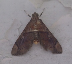 Sathria simmialis