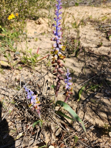 Image of Lachenalia mutabilis by (c) Jo Roberts, some rights reserved (CC BY)