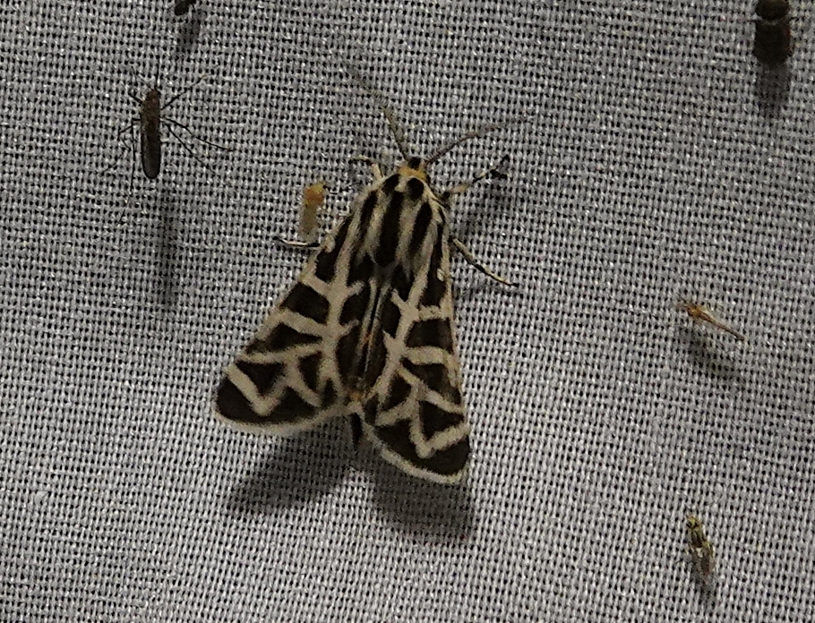 Apantesis blakei