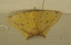 Nepheloleuca complicata