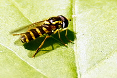 Xanthogramma flavipes