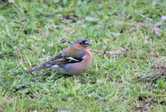 Fringilla coelebs sarda