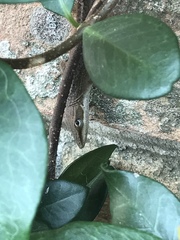 Anolis carolinensis