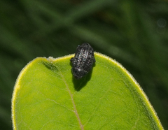 Rhyssomatus lineaticollis