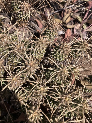 Northern Lionspoor (Euphorbia davyi)
