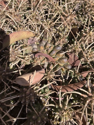 Euphorbia davyi, photograph 2