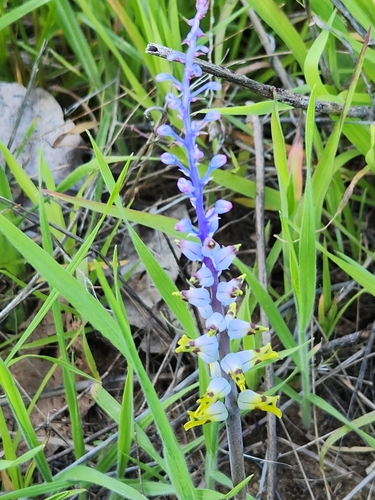 Image of Lachenalia mutabilis by (c) Jo Roberts, some rights reserved (CC BY)